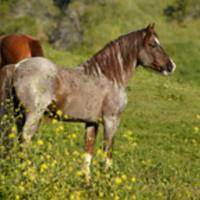 Return to Freedom, American Wild Horse Sanctuary