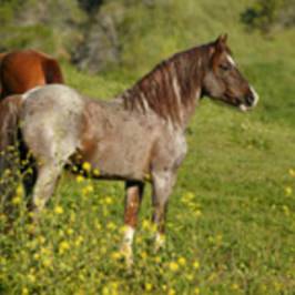 Return to Freedom, American Wild Horse Sanctuary