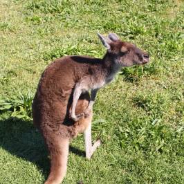 Bunbury Wildlife Park