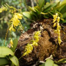 Monteverde Orchid Garden
