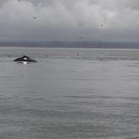 Damon Point
