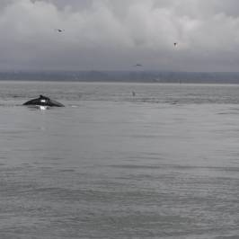 Damon Point