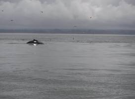Damon Point