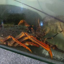 Kaikoura Marine Aquarium