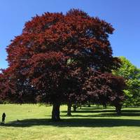 Nonsuch Park