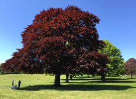 Nonsuch Park