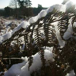 Wahner Heide