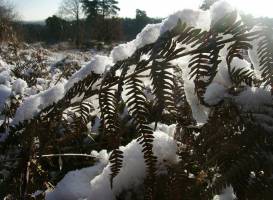 Wahner Heide