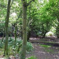Beverley Westwood