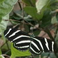 Paleo Hammock Preserve