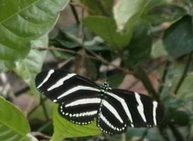 Paleo Hammock Preserve