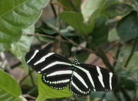 Paleo Hammock Preserve