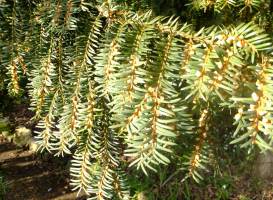 Myddelton House Gardens
