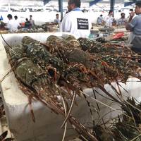 Dubai Deira Fish Souk
