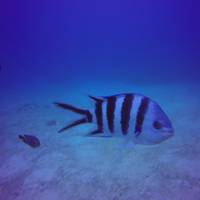 DiveSail Diving Pty Ltd