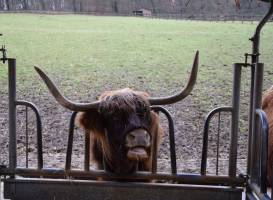 Heimat-Tierpark Olderdissen