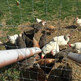 Church Farm
