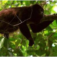 Gamboa Rainforest Resort Radio Station Tour