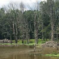 Huntley Meadows Park