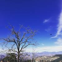 Shimla Christ Church