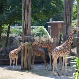 Zoo Osnabrück