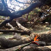 Self Realization Fellowship Hermitage & Meditation Gardens