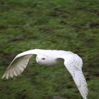 World of Wings Birds of Prey Centre