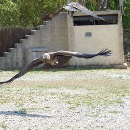 Rocher des Aigles