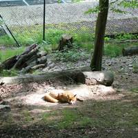 Wildpark Christianental