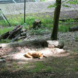 Wildpark Christianental