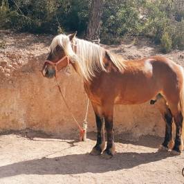 Ibiza Horse Valley