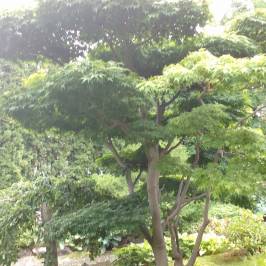 Kasugai Japanese Garden