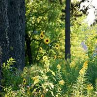 OPPD Arboretum