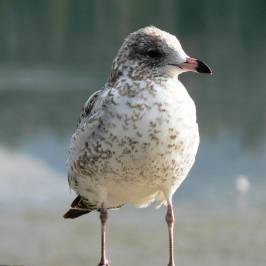 Peter Jannink Nature Park