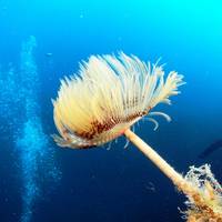 Scubaland Diving Center Ustica