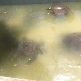 Mnarani Marine Turtles Conservation Pond