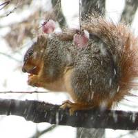 Adams Wildlife Sanctuary