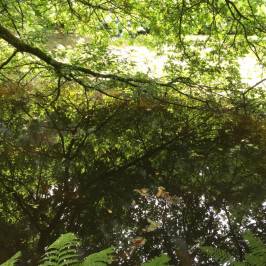 Tapeley Park Gardens