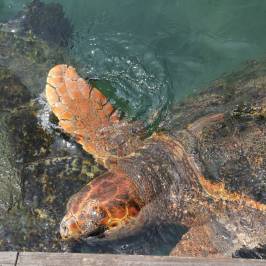 Kushimoto Marine Park Aquarium