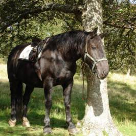 Tomintoul Riding Centre- Day Tours