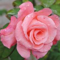 Rose Garden