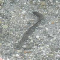 Sacred Eels of Waai