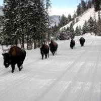 Yellowstone Plaza