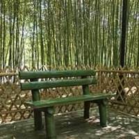 Bamboo Garden one plus one Mall