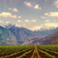 Ningxia specialty specialty Store