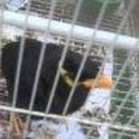 Changjiang road flower bird fish pet Market