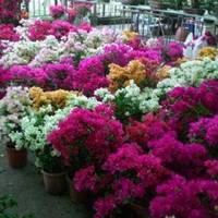 B city flower Market