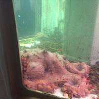 Morro Bay Aquarium