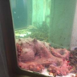 Morro Bay Aquarium