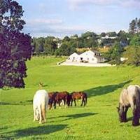 Muckross Stables and Petfarm